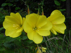 Oenothera glazioviana